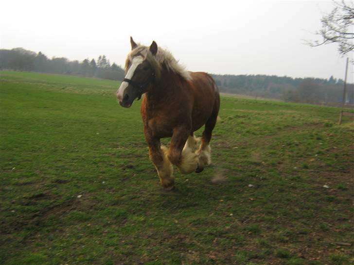 Jyde Conrad - de bette hingste han stod med var blevet trukket væk og det kunde han ikke helt forstå ????? : foto miig billede 7