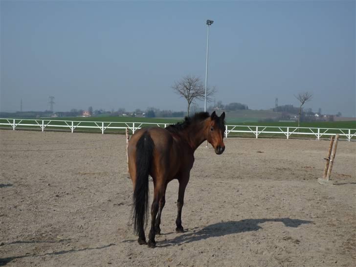 Welsh Pony (sec B) Wanda solgt :´( - FOLD TID billede 16