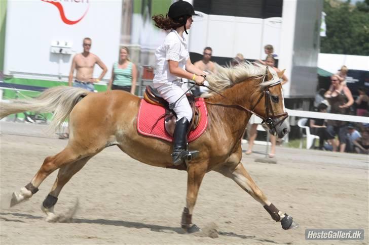 Haflinger Adima - Prinsessen - (18) Se lige det for ben :O Foto: ?? billede 18