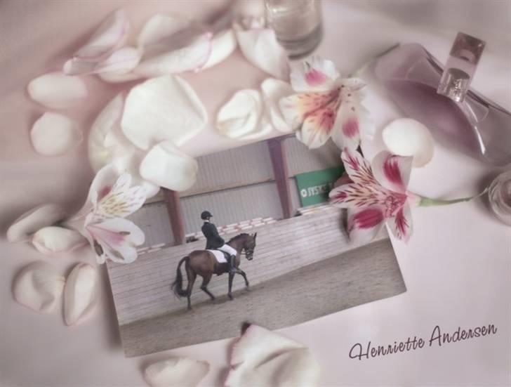 Anden særlig race Rinal (RIP) - vores sidste dressur stævne sammen. billede 14