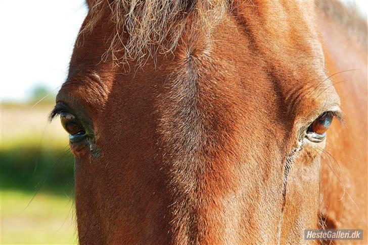 Anden særlig race Rinal (RIP) - den smukkes øjne :D billede 20