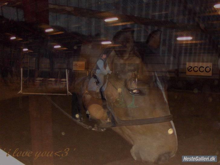 Dansk Varmblod † Lopez<3 R.I.P † - 8.  billede 8