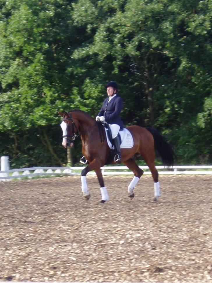 Dansk Varmblod Rigolo. - Min mor og Rigolo stævne i Ansager.         2008                      Foto: Anne Marie(Hende som vi har købt ham af. billede 11