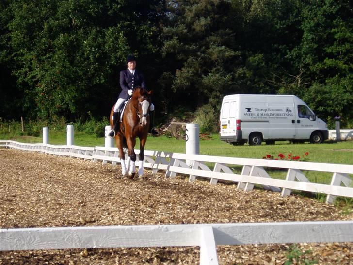 Dansk Varmblod Rigolo. - Ansager igen.                               2008                         Foto: Anne Marie(hende som vi har købt ham af) billede 12