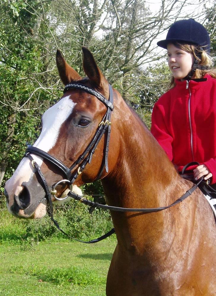 Dansk Varmblod Rigolo. - Mig og Rigolo efter min mor havde startet.          2008                  Foto: Min mor billede 13