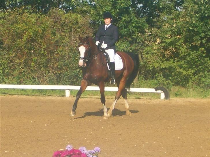 Dansk Varmblod Rigolo. - LA i Tjæreborg                    2008                   Foto: Jesper(som vi købte ham af.) billede 14