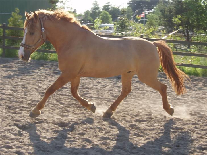 Anden særlig race Strejfer  - Fordi strejfer er lækker !´´ billede 13