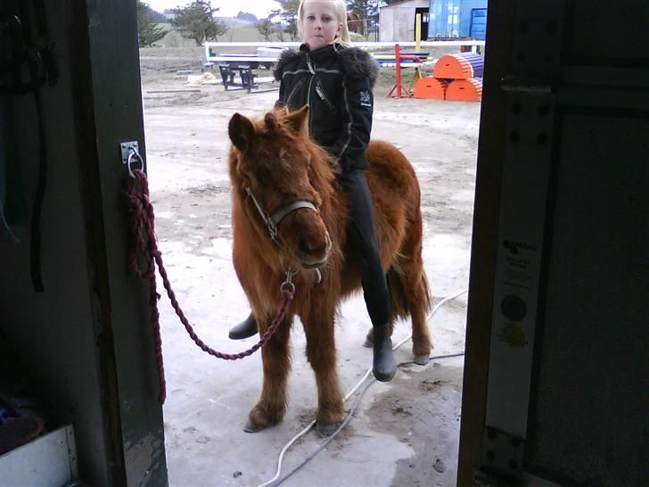 Shetlænder tøsen<3 - miig der skal til at ride :D billede 3