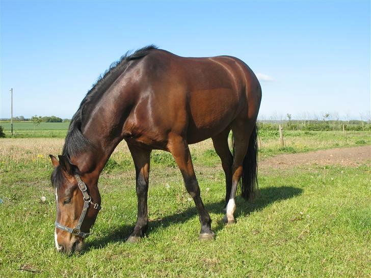 New Forest VESTERGAARDS DOOLEY'S - Dooley´s på fold maj 2009 billede 17