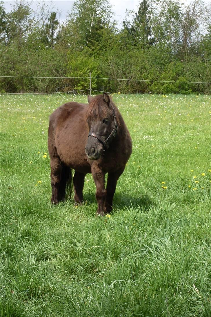 Shetlænder Prins  - Prins med sin nye grime ö billede 4