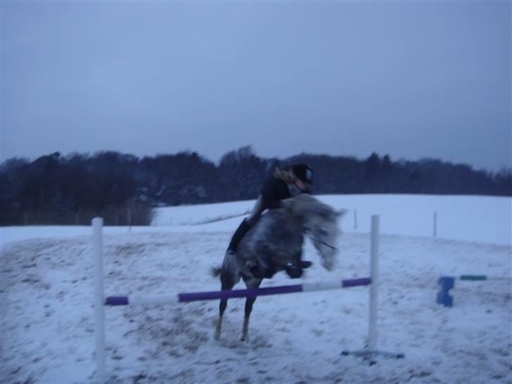 Welsh Cob (sec D) Jackpot<3 (Himmelhest) - 90 cm uden sadle han er den bedste, i love my pony<3 billede 8