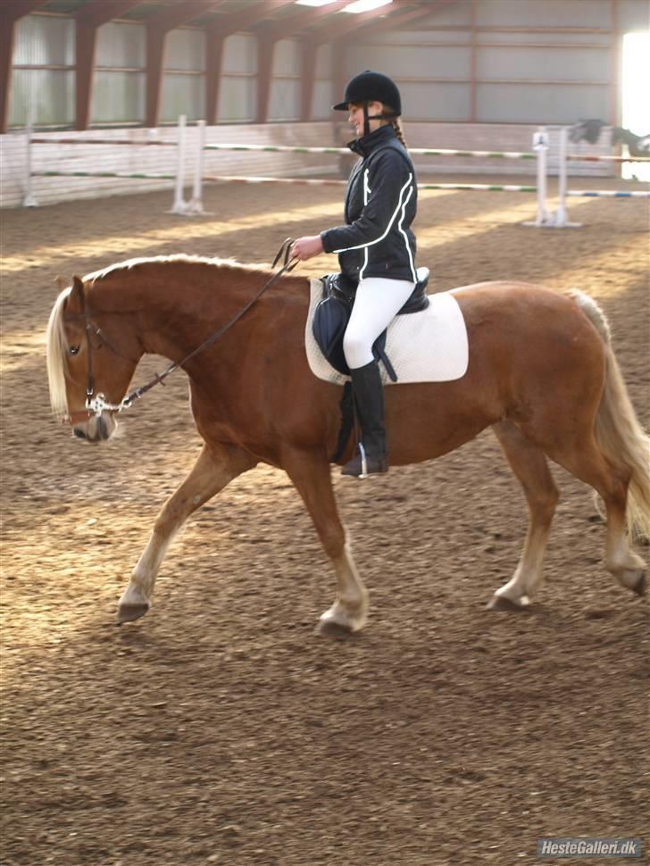 Anden særlig race Cha-Cha - Stævne 4/4 2009 Fotograf: Rikke Nielsen billede 20