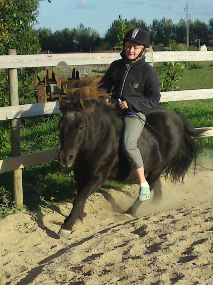 Shetlænder Prins  - Dejlige Prins i gallop uden udstyr billede 6