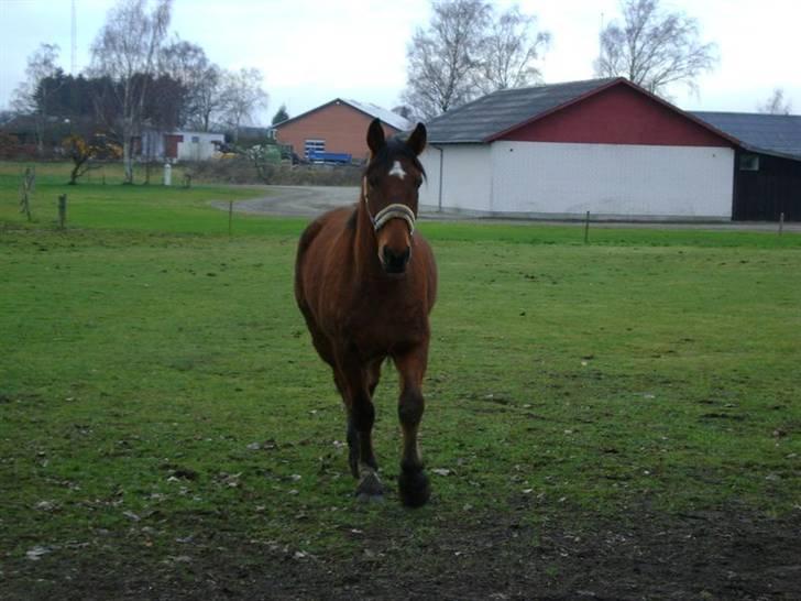 Anden særlig race Charlie  billede 7