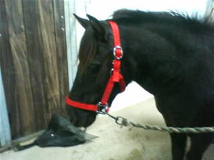 Shetlænder Prins  billede 8