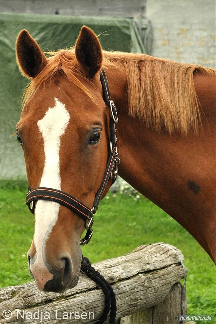 Dansk Varmblod Delight - Sommer 2010 - Foto Nadja billede 6