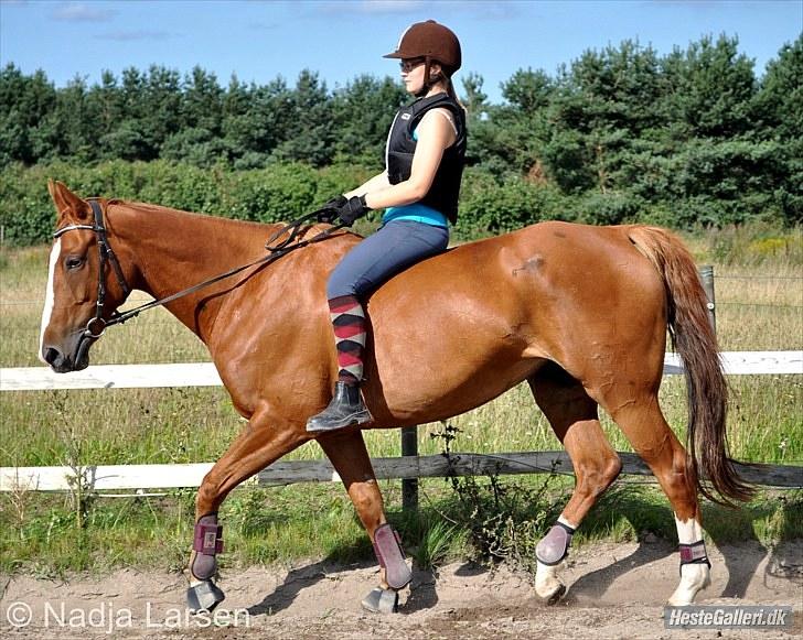 Dansk Varmblod Delight - Sommer 2010 - Foto Nadja billede 7