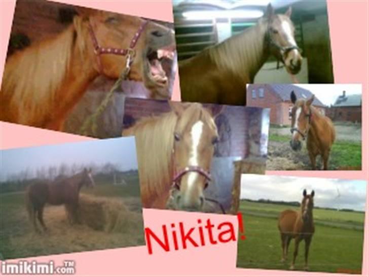 Anden særlig race Nikita solgt billede 19