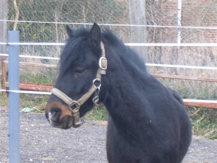 Anden særlig race jolly  billede 19