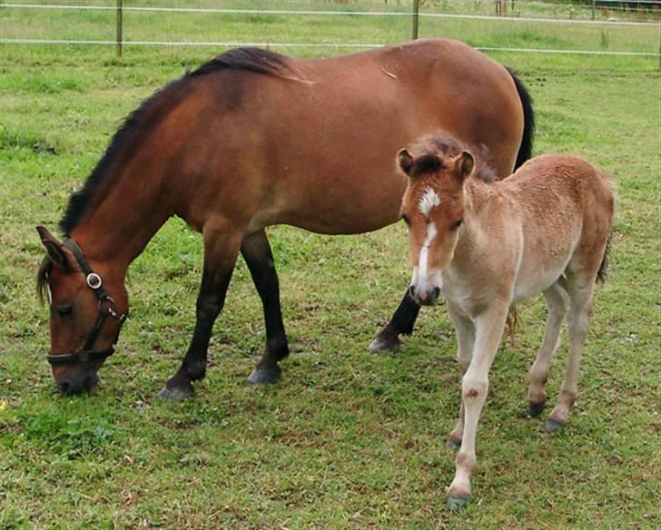 Gotlandsruss Bella Donna (Part) R.I.P  billede 2