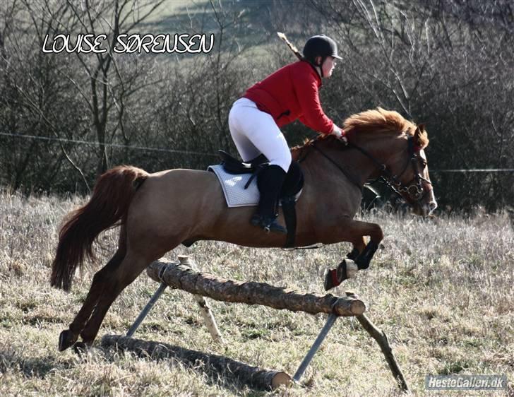 Anden særlig race Strejfer  - Babyjagt 2009 - taget af louise sørensen billede 14
