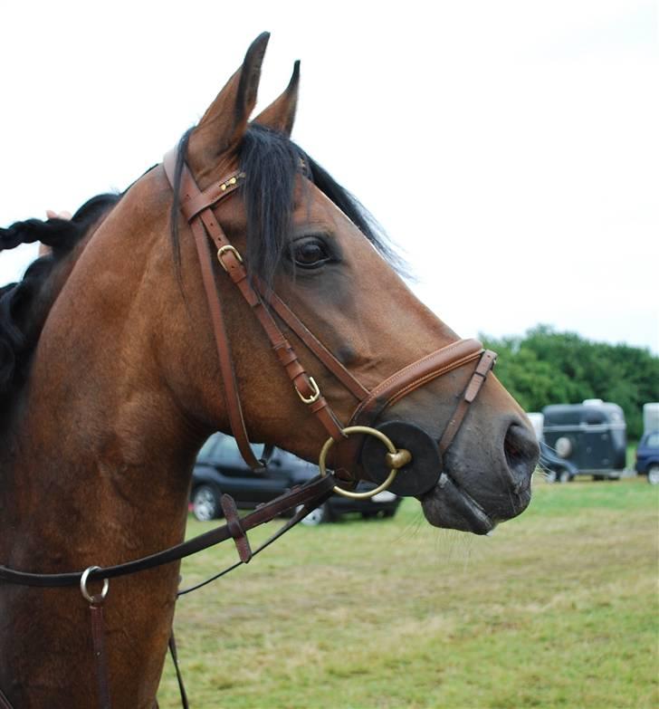 Anden særlig race Lotte<3 - foto: Louise Nielsen <3 billede 12