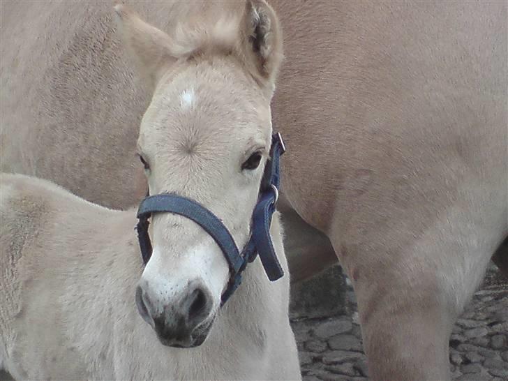 Fjordhest Bavnshøj´s Kaiser Julius (Død) - Julius er fjere hingste føl Bella får, håber stjernen forsvinder med tiden... billede 1