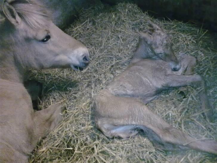 Fjordhest Bavnshøj´s Kaiser Julius (Død) billede 2