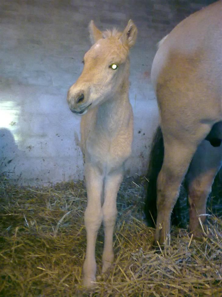 Fjordhest Bavnshøj´s Kaiser Julius (Død) billede 3