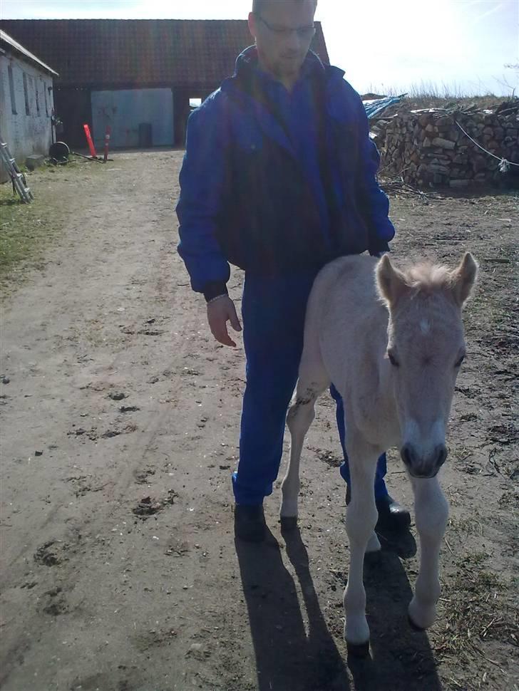 Fjordhest Bavnshøj´s Kaiser Julius (Død) - Ude for første gang.... billede 4