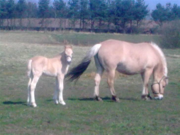 Fjordhest Bavnshøj´s Kaiser Julius (Død) - Nyder rigtig forårs solen d. 3-4-09 billede 5