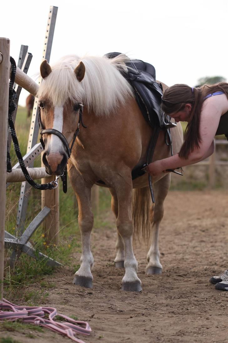 Haflinger Freja * billede 7