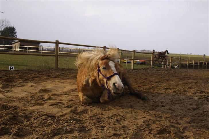 Haflinger Freja * - Fotograf- Dominika z billede 8
