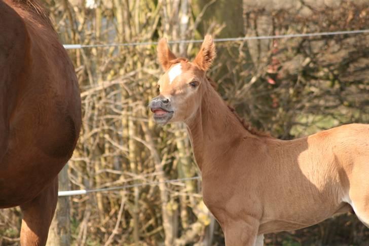 Arabisk fuldblod (OX) Emilio DØD D. 21. maj - Fotograf Monica Petersen 4. april 2009 billede 1
