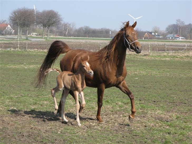 Arabisk fuldblod (OX) Emilio DØD D. 21. maj billede 2