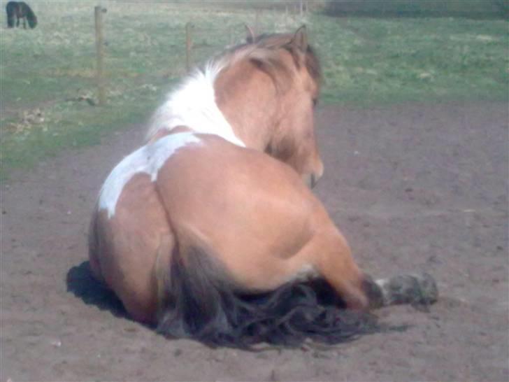 Anden særlig race  Bavnshøj´s Marki  (Død) - Nyder forårs solen.. 3/4-09 billede 13