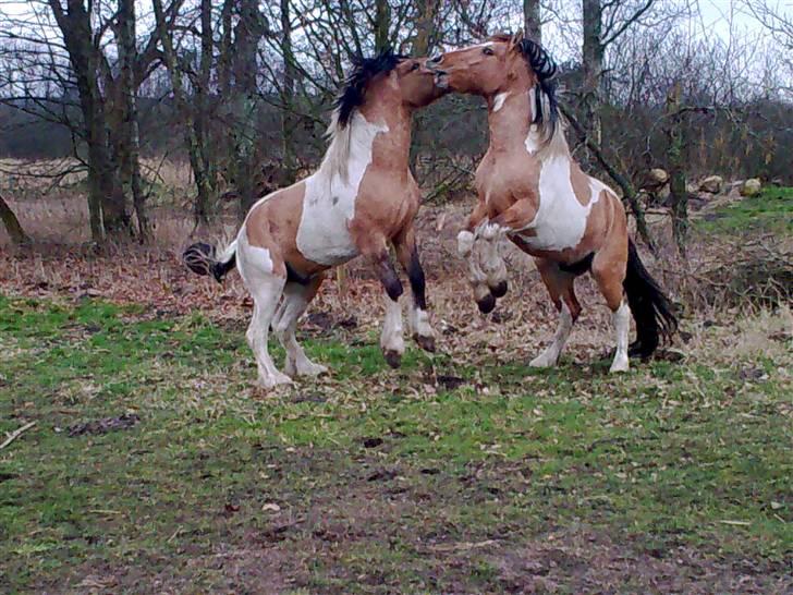 Anden særlig race  Bavnshøj´s Marki  (Død) - Det er ham med den sorte hale, den anden er hans storebror Cassi billede 14