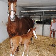 Dansk Varmblod †Channel - DH hoppe†