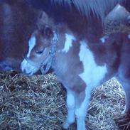 Anden særlig race buller