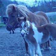 Anden særlig race buller