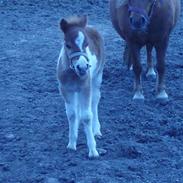 Anden særlig race buller