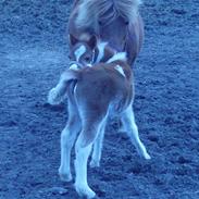 Anden særlig race buller
