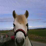 Welsh Pony (sec B) Skovlundegårds Askepot