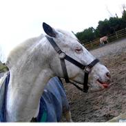 Anden særlig race Spotty Pearl gamle part 