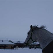 Hollandsk Varmblod Showtime *solgt*