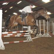 Dansk Varmblod Razett