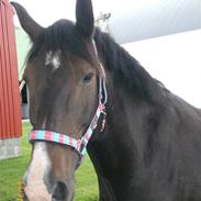 Anden særlig race Dumle