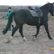 Anden særlig race Dumle