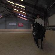 Anden særlig race Dumle