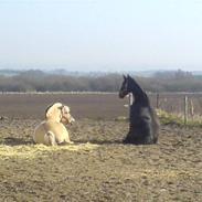 Anden særlig race Dumle